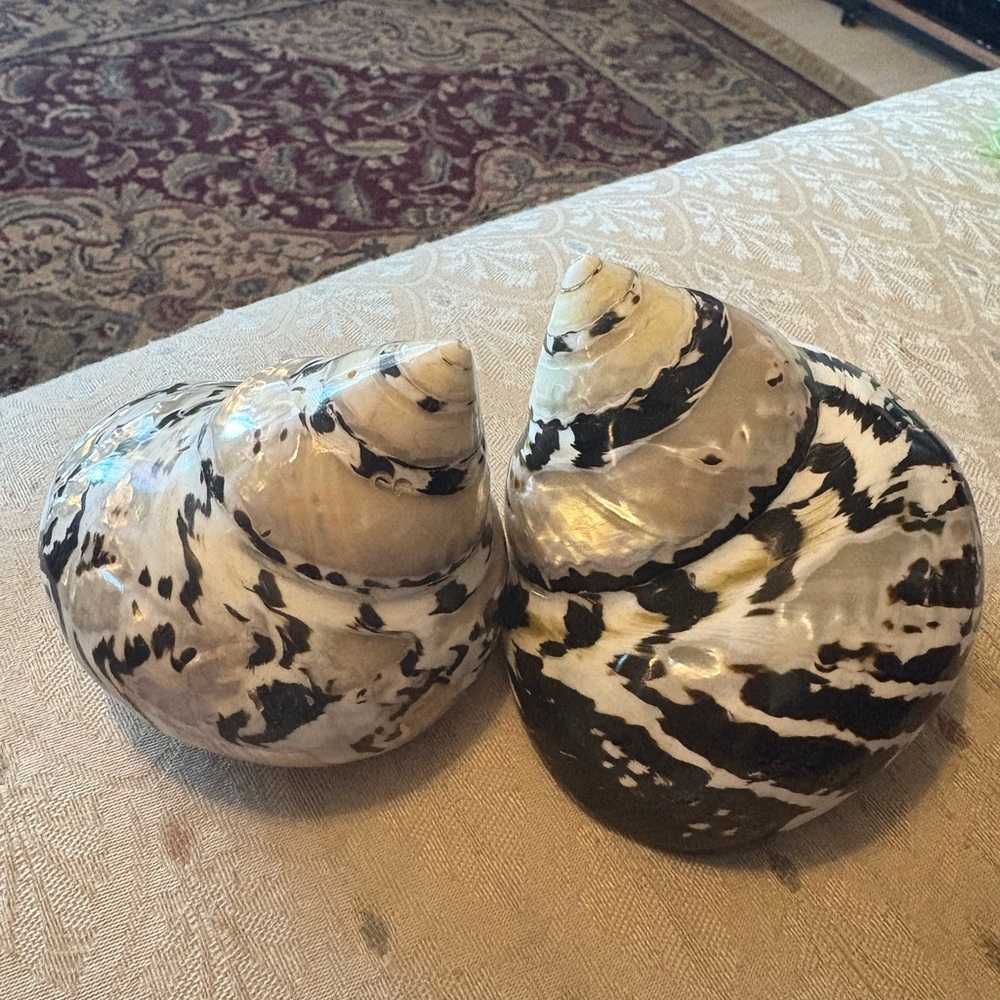 Black and White Polished Shells